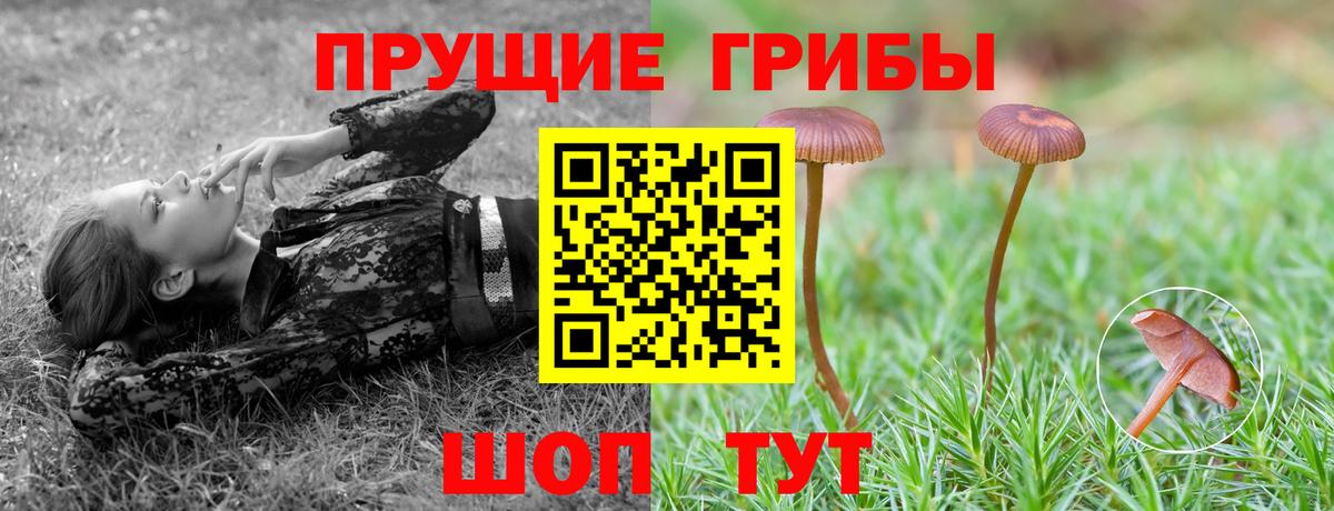 Златоуст  Псилоцибиновые грибы Psilocybe  Вход с VPN 